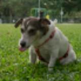 (Category: ) located in . Submitted by ojthedog (Listing ID 1338783565, Image 1). Description: .