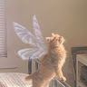(Category: ) located in . Submitted by user991229 (Listing ID 1354211918, Image 1). Description: .