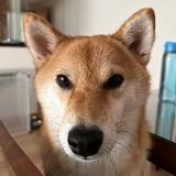 (Category: ) located in . Submitted by alicuhhhh (Listing ID 1373902428, Image 1). Description: .