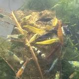 (Category: ) located in . Submitted by shrimper45 (Listing ID 1374981966, Image 1). Description: .