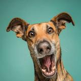 （分類：）位於 。 由 Dogdogdog 提交（商品編號 1375238872，圖片 1）。簡介： 。