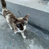 (Category: ) located in . Submitted by emmed (Listing ID 1450799833, Image 1). Description: .
