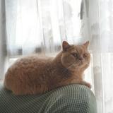 （分類：）位於 。 由 foodie_spadina 提交（商品編號 1212421650，圖片 1）。簡介： 。