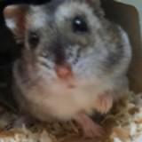 由 peachmouse338 (刊登 ID 1381433907，圖片 1) 提交，位於 的 (類別：)，說明：。
