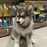(Category: ) located in . Submitted by littleclothesshack (Listing ID 1107937170, Image 1). Description: .