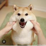 由 yuna222 (刊登 ID 1385789723，圖片 1) 提交，位於 的 (類別：)，說明：。
