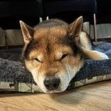 （分類：）位於 。 由 fh.26 提交（商品編號 1279020560，圖片 1）。簡介： 。