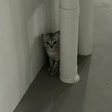(Category: ) located in . Submitted by boxman05 (Listing ID 1374256526, Image 1). Description: .