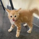 (Kategori: ) berada di . Dikirim oleh cragleerofficial (ID iklan 1342801686, Gambar 1). Deskripsi: .