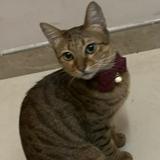 （分類：）位於 。 由 mmmmmmmmmmmmmmmmmmmmmmmm 提交（商品編號 1308226310，圖片 1）。簡介： 。