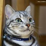 （分類：）位於 。 由 maycat199288 提交（商品編號 1337806114，圖片 1）。簡介： 。