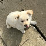 由 cchiehqq (刊登 ID 1337520485，圖片 1) 提交，位於 的 (類別：)，說明：。