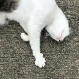 （分類：）位於 。 由 lifeisaboutcharitysale 提交（商品編號 1371025733，圖片 1）。簡介： 。
