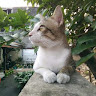 (Kategori: ) berada di . Dikirim oleh niaichi1958365 (ID iklan 1384069213, Gambar 1). Deskripsi: .