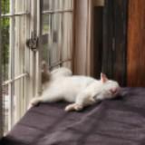 (Category: ) located in . Submitted by grumpinasvibe (Listing ID 1278414299, Image 1). Description: .