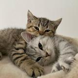 (Kategori: ) berada di . Dikirim oleh prelovedsiren (ID iklan 1385612319, Gambar 1). Deskripsi: .