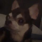 (Category: ) located in . Submitted by NotGonnaGiveUMyName (Listing ID 1379690151, Image 1). Description: .