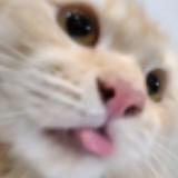 (Category: ) located in . Submitted by dumptruck123 (Listing ID 1377308446, Image 1). Description: .