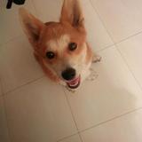 (Category: ) located in . Submitted by kitsura (Listing ID 1381611878, Image 1). Description: .