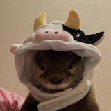 (Category: ) located in . Submitted by zngelll (Listing ID 1345280658, Image 1). Description: .