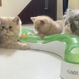 (Kategori: ) berada di . Dikirim oleh linggabuana95 (ID iklan 1377098486, Gambar 1). Deskripsi: .