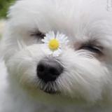 (Category: ) located in . Submitted by lotsofjoy16 (Listing ID 1379728549, Image 1). Description: .