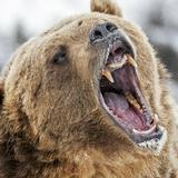 （分類：）位於 。 由 biggerbearr 提交（商品編號 1290965992，圖片 1）。簡介： 。