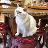 (Category: ) located in . Submitted by dubuhanmo (Listing ID 1341014988, Image 1). Description: .