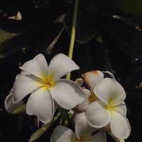 （分類：）位於 。 由 617cwb92612 提交（商品編號 1293310848，圖片 1）。簡介： 。