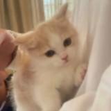 （分類：）位於 。 由 dnfcfoxmai10910 提交（商品編號 1385795049，圖片 1）。簡介： 。