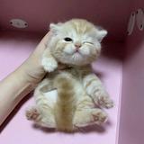 (Category: ) located in . Submitted by choccymouse_ (Listing ID 1219497117, Image 1). Description: .