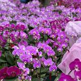 （分類：）位於 。 由 hello.charmaine 提交（商品編號 1384928490，圖片 1）。簡介： 。