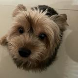 (Category: ) located in . Submitted by needtodeclutterpls (Listing ID 1384651937, Image 1). Description: .