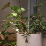 (Kategori: ) berada di . Dikirim oleh monssspreloved (ID iklan 1328369543, Gambar 1). Deskripsi: .