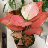 （分類：）位於 。 由 meefung2 提交（商品編號 1065339726，圖片 1）。簡介： 。