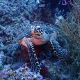 （分類：）位於 。 由 diverdiver 提交（商品編號 1359567637，圖片 1）。簡介： 。