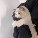 (Category: ) located in . Submitted by nafrshrt (Listing ID 1333247387, Image 1). Description: .