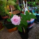 （分類：）位於 。 由 magdalenechiang 提交（商品編號 1382193495，圖片 1）。簡介： 。