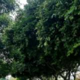 (Category: ) located in . Submitted by wang_sg (Listing ID 1380296734, Image 1). Description: .