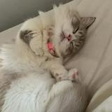 (Category: ) located in . Submitted by thumpsup (Listing ID 1350354530, Image 1). Description: .