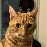 (Category: ) located in . Submitted by allsalesfeedmycat (Listing ID 1383146478, Image 1). Description: .