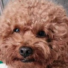 （分類：）位於 。 由 accountingco 提交（商品編號 1326205899，圖片 1）。簡介： 。