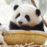 （分類：）位於 。 由 stephoncarou 提交（商品編號 1385693793，圖片 1）。簡介： 。