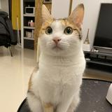 由 neko.ui (刊登 ID 1371716597，圖片 1) 提交，位於 的 (類別：)，說明：。