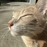 (Category: ) located in . Submitted by iloveket (Listing ID 1380583585, Image 1). Description: .