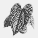 (Category: ) located in . Submitted by gl.plants (Listing ID 1380553101, Image 1). Description: .