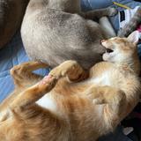 (Category: ) located in . Submitted by gojosatorouuu (Listing ID 1466091691, Image 1). Description: .