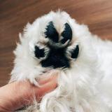 （分類：）位於 。 由 doggypaw2022 提交（商品編號 1276599089，圖片 1）。簡介： 。