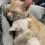 (Category: ) located in . Submitted by star.whisper (Listing ID 1432196059, Image 1). Description: .