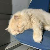 (Category: ) located in . Submitted by maya.cat (Listing ID 1229352333, Image 1). Description: .